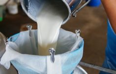 Çiğ süt fiyatına zam: Litre başına net 18,35 TL
