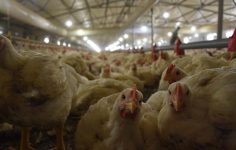 TÜİK açıkladı! Tavuk eti üretimi yükseldi, yumurta üretimi geriledi