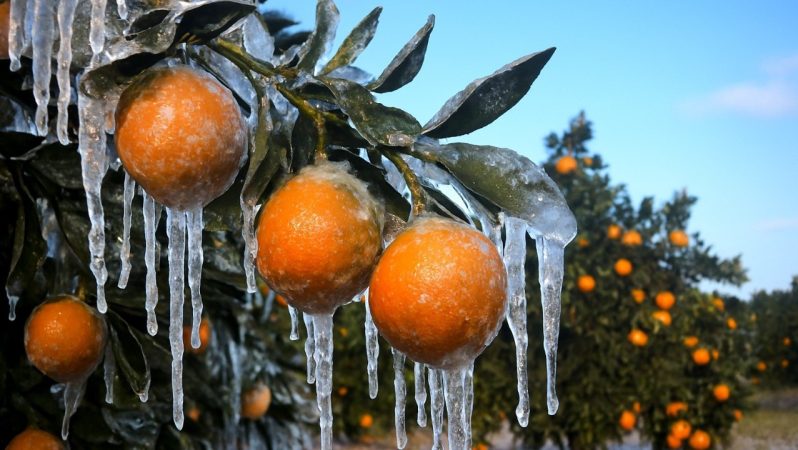 Adana’da Zirai Don Zararına Karşı Hızlı Destek: 9 Binden Fazla Üreticiye 717 Milyon TL Ödeme Başladı