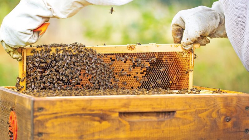Arıcılar İçin Destek Programı: Üretim ve Kırsal Kalkınma İçin Yeni Adım