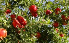 ATB Ekim Meclis Toplantısı: Tarımsal Üretimden Ekonomik Göstergelere Kapsamlı Değerlendirmeler