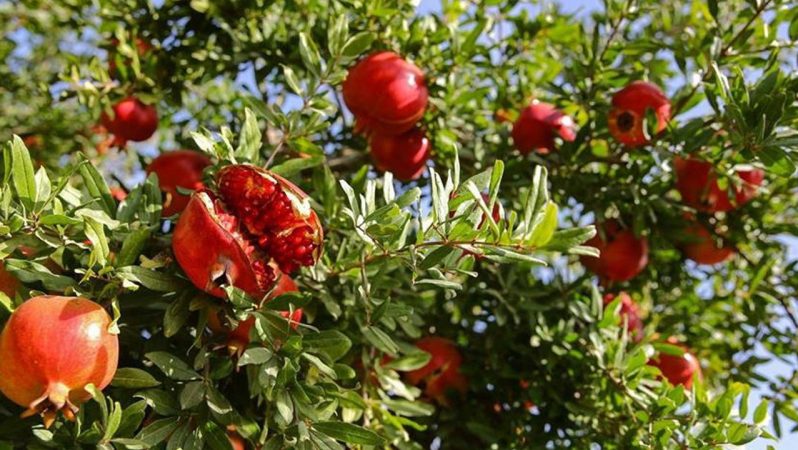 ATB Ekim Meclis Toplantısı: Tarımsal Üretimden Ekonomik Göstergelere Kapsamlı Değerlendirmeler