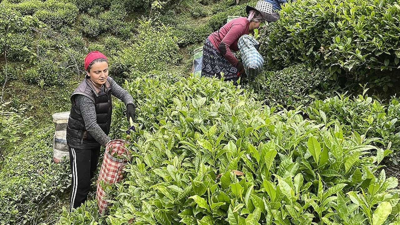 ÇAYKUR Yaş Çayları ve İhracat Hedefleri: Üçüncü Sürgün Kampanyası ve 2025 Perspektifi