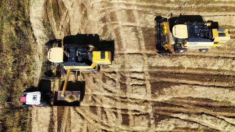 Karacadağ Pirinci Hasadı Başladı: Rekolte ve Fiyatlar Konuşuluyor