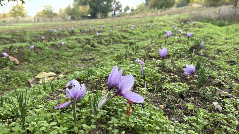 Safran Hasadı ve Fiyat İstikrarı: Yağışlar Verimi Düşürdü