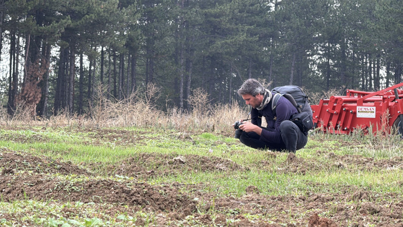 Safran Hasadı ve Fiyat İstikrarı: Yağışlar Verimi Düşürdü