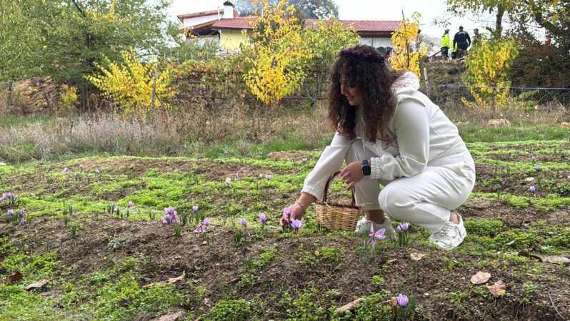 Safran Hasadı ve Fiyat İstikrarı: Yağışlar Verimi Düşürdü