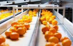 Satsuma Mandalina Hasadı ve İhracatında Yeni Perspektifler: Tarihler Netleşti