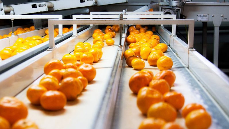 Satsuma Mandalina Hasadı ve İhracatında Yeni Perspektifler: Tarihler Netleşti