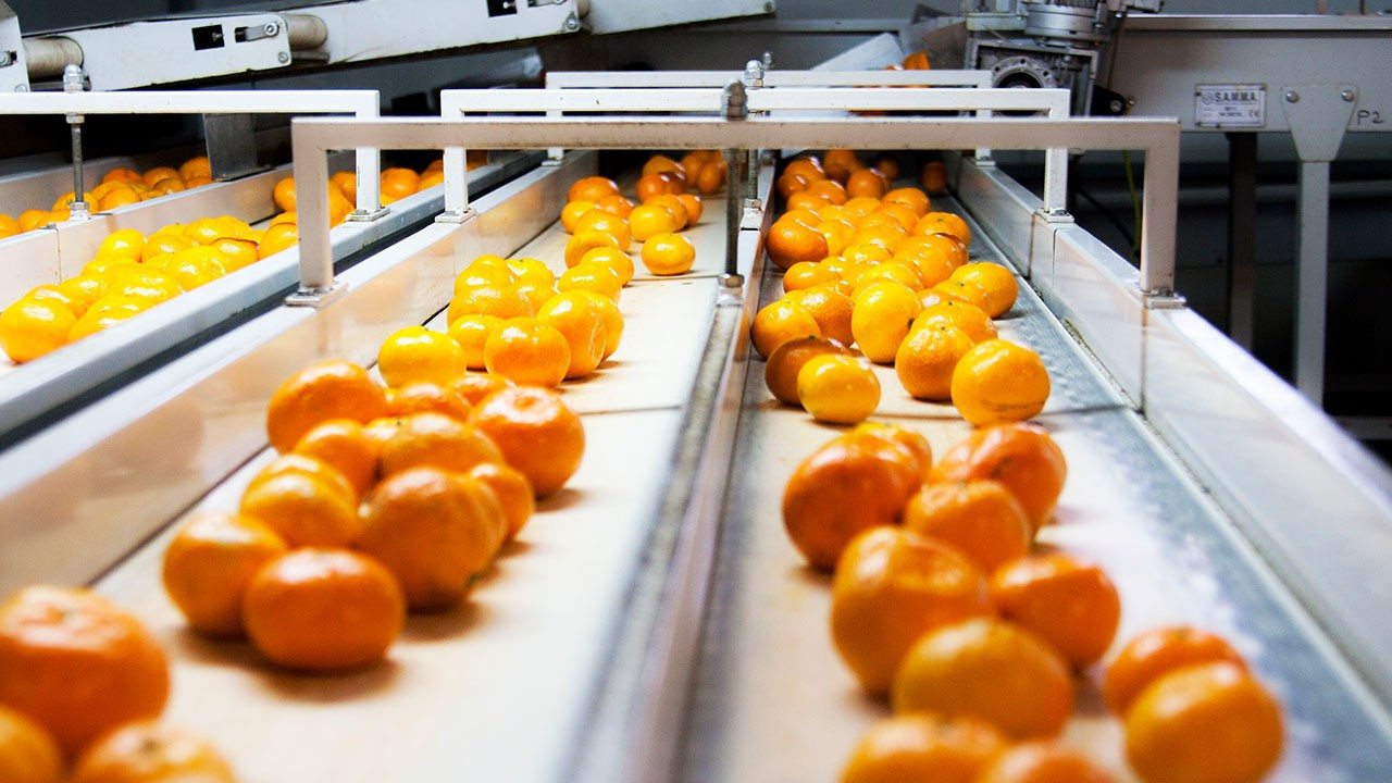 Satsuma Mandalina Hasadı ve İhracatında Yeni Perspektifler: Tarihler Netleşti