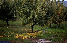 Geyve Ayvasında Zirai Donun Etkileri: Verimde Düşüş ve Destek Açıklamaları