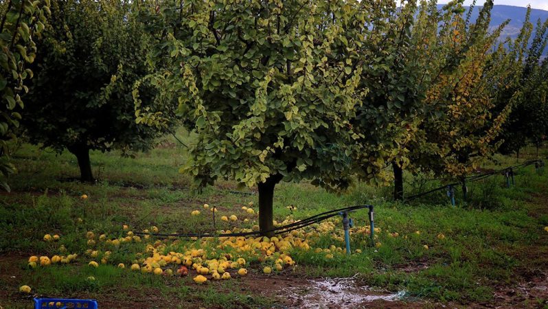 Geyve Ayvasında Zirai Donun Etkileri: Verimde Düşüş ve Destek Açıklamaları