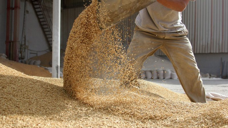 IGC’nin 2025/26 Tahıl Görünümü: Üretim ve Stoklarda Rekor Potansiyeli