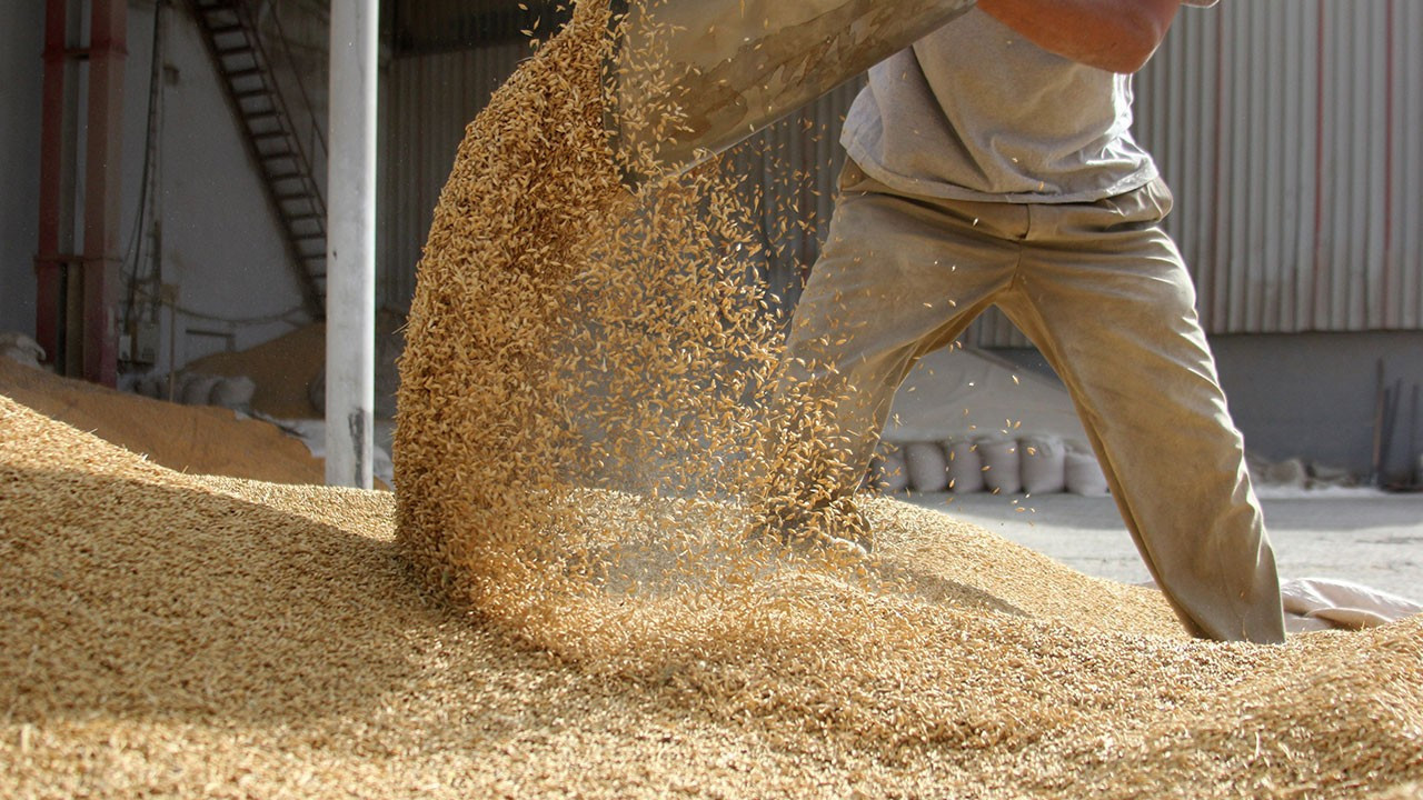 IGC’nin 2025/26 Tahıl Görünümü: Üretim ve Stoklarda Rekor Potansiyeli