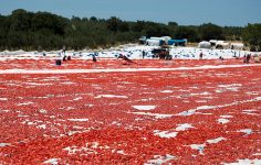Kuru Domates İhracatında Rekor Kitlesel Artış ve Kota Baskısı Üzerine Analiz