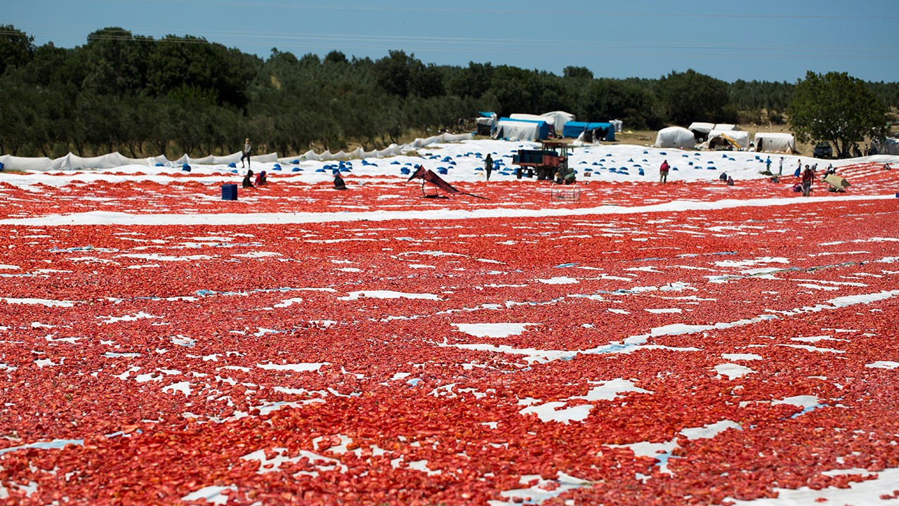Kuru Domates İhracatında Rekor Kitlesel Artış ve Kota Baskısı Üzerine Analiz