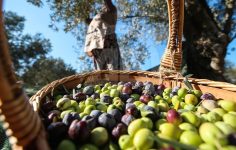 Marmarabirlik 2025/2026 Ürün Alım Kampanyası: Ödeme Planı ve Fiyat Güvencesi