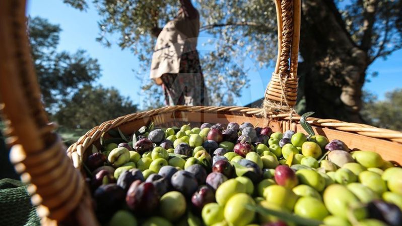 Marmarabirlik 2025/2026 Ürün Alım Kampanyası: Ödeme Planı ve Fiyat Güvencesi