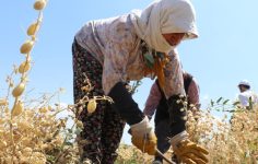 Nohut İthalatında Gözetim Uygulamasının Kaldırılması ve Yetkilendirme Değişiklikleri
