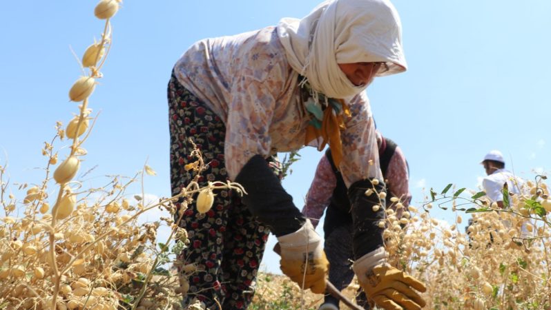 Nohut İthalatında Gözetim Uygulamasının Kaldırılması ve Yetkilendirme Değişiklikleri
