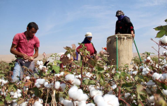 Pamuk Sezonunun Zorlukları ve Destek İhtiyacı: Söke TARİŞ Başkanı Özer’den Açıklama