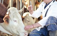 SAT-1 Şap Hastalığına Yönelik Mücadelede Yeni Aşama ve Uluslararası İşbirliği