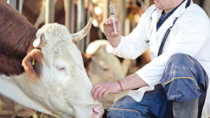 SAT-1 Şap Hastalığına Yönelik Mücadelede Yeni Aşama ve Uluslararası İşbirliği