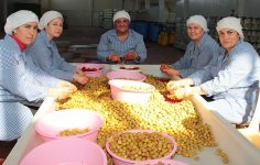 Sofralık Zeytin İhracatında 2024/25 Rekoru ve 2025/26 Hedefine Doğru İlk İzlenimler