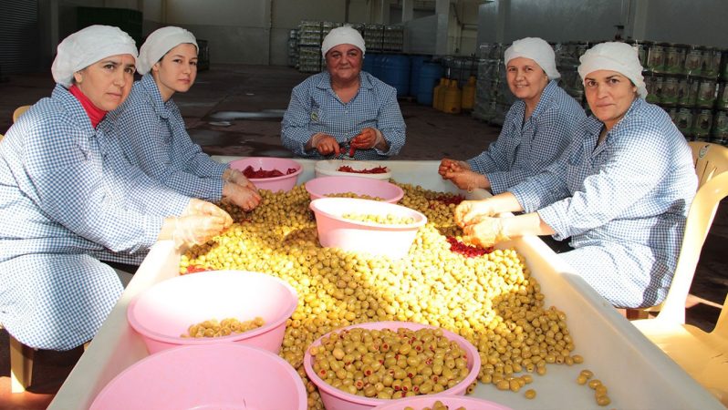 Sofralık Zeytin İhracatında 2024/25 Rekoru ve 2025/26 Hedefine Doğru İlk İzlenimler