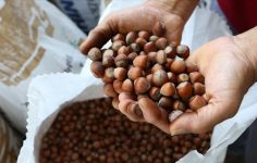 Türkiye Fındık İhracatında Ocak–Ekim Döneminde Gerileme: Bölgesel ve Ülke Bazlı Değerlendirme