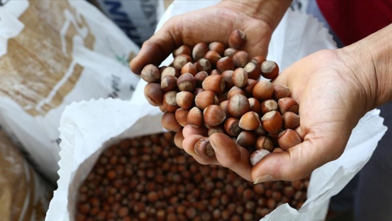 Türkiye Fındık İhracatında Ocak–Ekim Döneminde Gerileme: Bölgesel ve Ülke Bazlı Değerlendirme