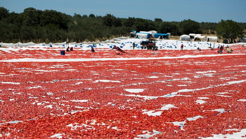 Türkiye’nin Kuru Domates İhracatı: 2025 Ekimde 108 Milyon Dolarlık Rekor ve 125 Milyon Dolarlık Yıl Sonu Hedefi