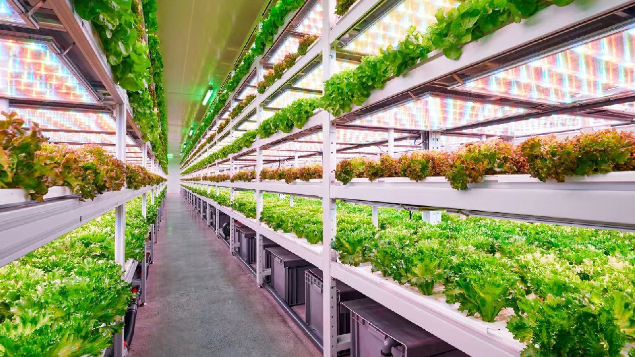 4D-Bios ile Ergofarm İş Birliği: Türkiye’de Dikey Tarımın Yeni Dönemi