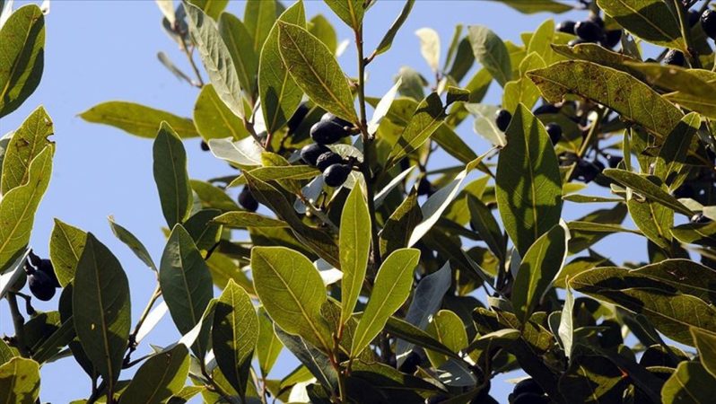 Antalya’da Defne Yaprağı: Köy Ekonomisine Can Veren Hasat Geleneği