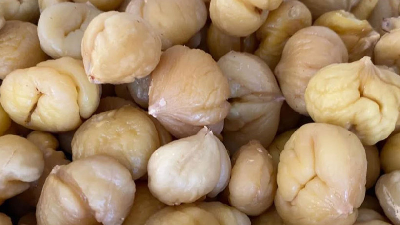 Aydın Kestanesi ve Türkiye Geneli Kestane Projesi: Üretimden İşleme Tesislerine Dair Güncel Değerlendirme