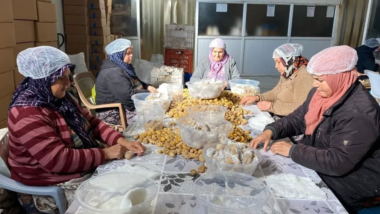 Aydın Kestanesi ve Türkiye Geneli Kestane Projesi: Üretimden İşleme Tesislerine Dair Güncel Değerlendirme