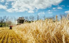 ÇKS Son Başvuru Günü ve Zirai Don Sonrası Destekler: TZOB Teklifleri ve Uygulama Gelişmeleri