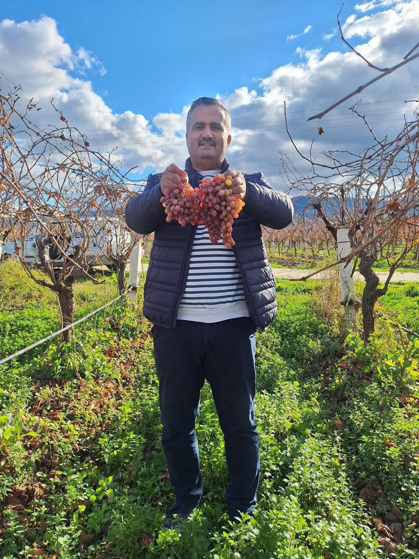 Crimson Üzümünün Dayanıklılığı ve Sarıgöl’deki Üretim Profili