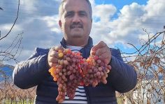 Crimson Üzümünün Dayanıklılığı ve Sarıgöl’deki Üretim Profili