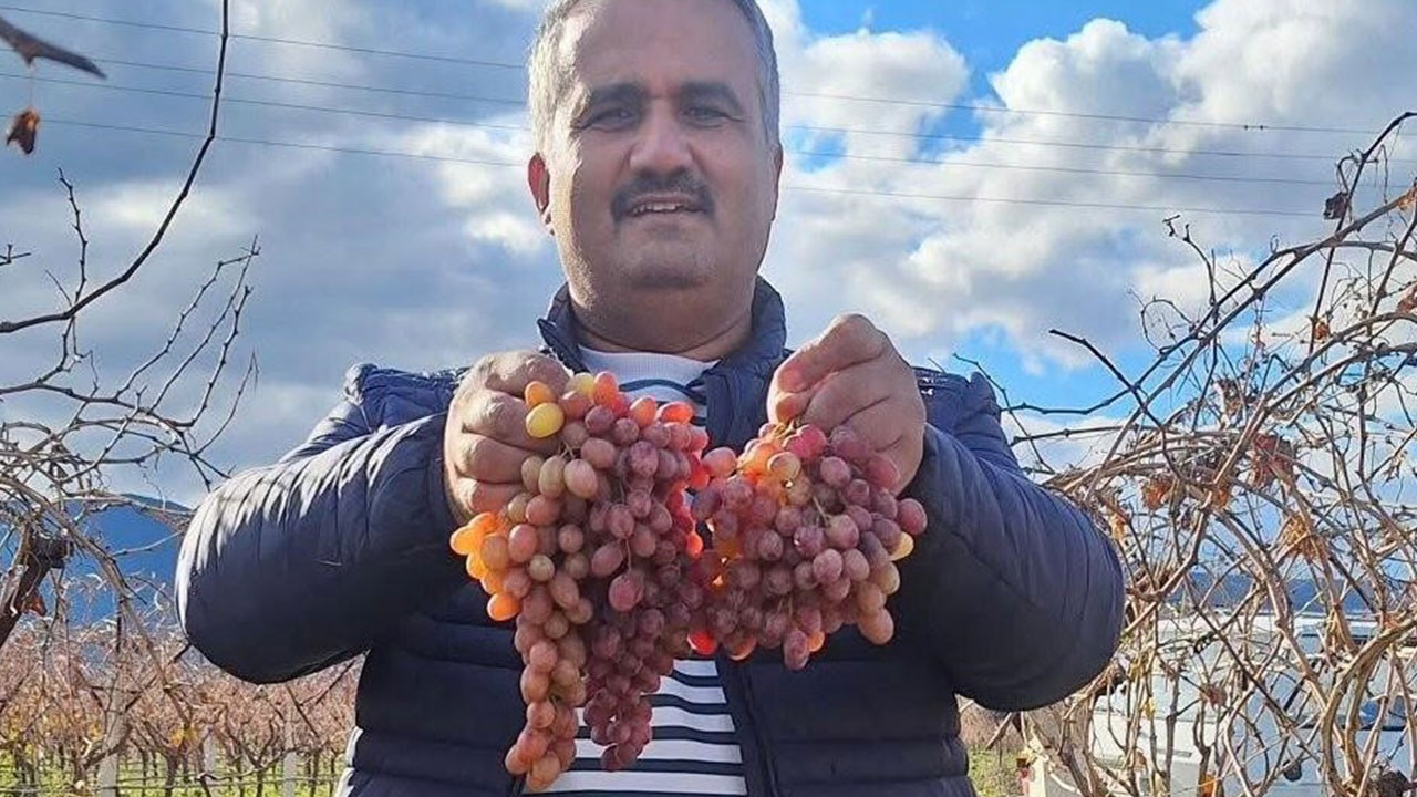 Crimson Üzümünün Dayanıklılığı ve Sarıgöl’deki Üretim Profili