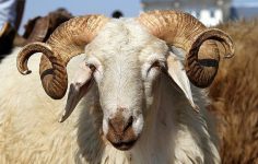 Küçükbaş Piyasasında Dengenin Yeniden Kurulması İçin Net Adımlar ve Talepler