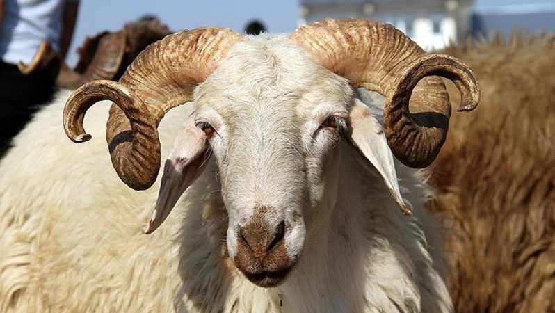 Küçükbaş Piyasasında Dengenin Yeniden Kurulması İçin Net Adımlar ve Talepler