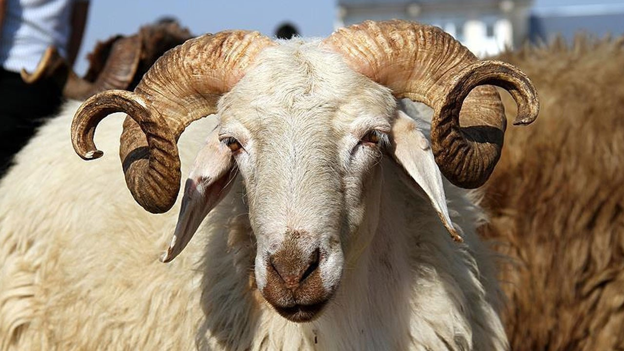 Küçükbaş Piyasasında Dengenin Yeniden Kurulması İçin Net Adımlar ve Talepler