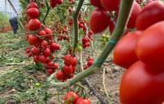 Türkiye’nin Domates İhracatı: 2024 Verileri ve 2026 İçin Umutlar