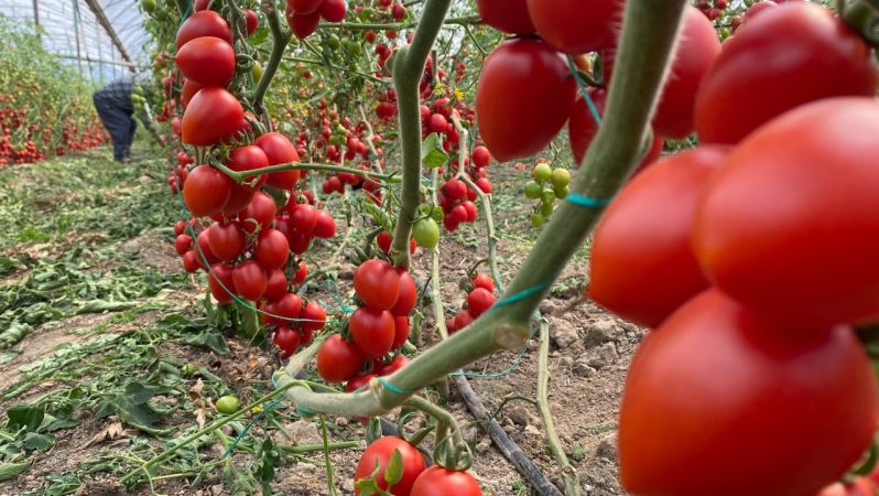 Türkiye’nin Domates İhracatı: 2024 Verileri ve 2026 İçin Umutlar
