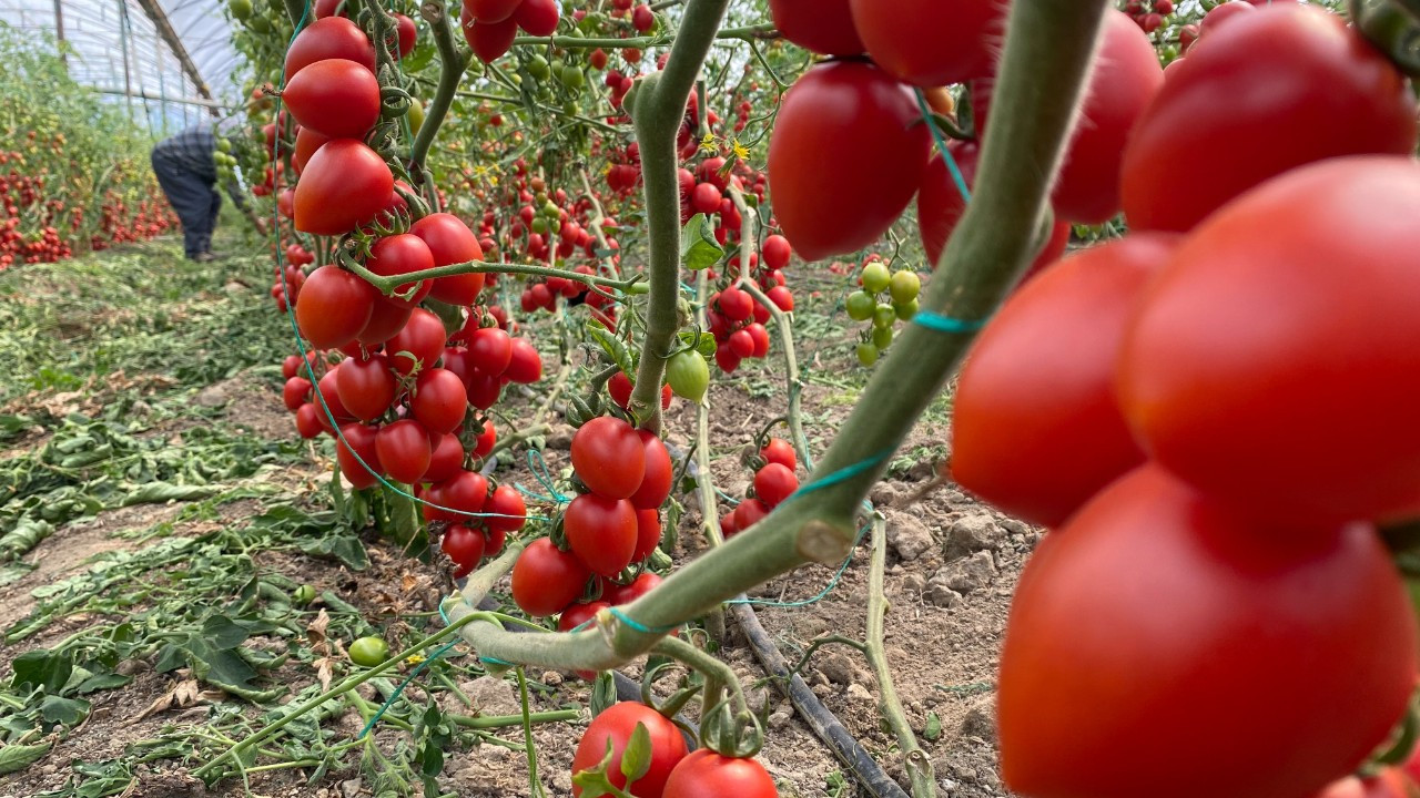 Türkiye’nin Domates İhracatı: 2024 Verileri ve 2026 İçin Umutlar