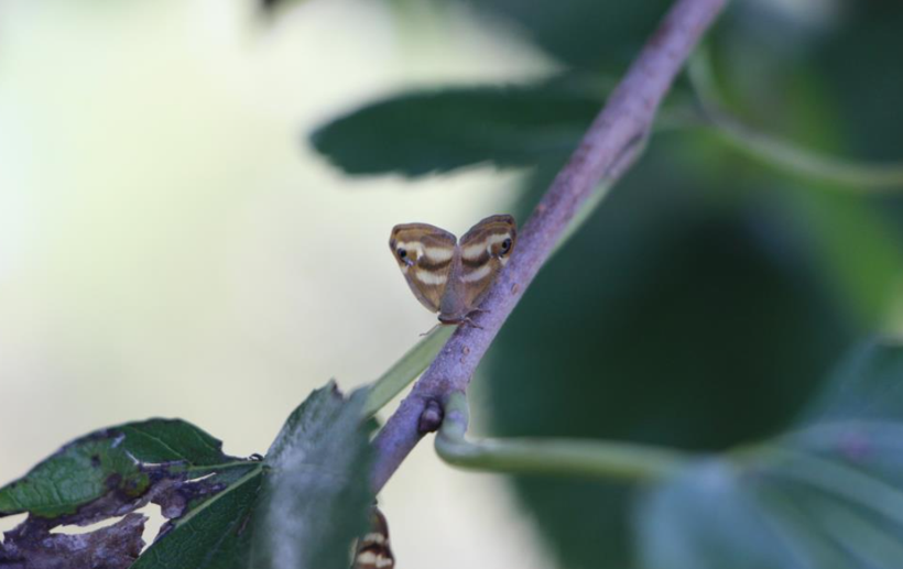 Doğu Karadeniz’de Üç İstilacı Türün Birlikte Baskısı: Tarımsal Verim ve Ekoloji Üzerindeki Etkiler