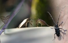 Doğu Karadeniz’de Üç İstilacı Türün Birlikte Baskısı: Tarımsal Verim ve Ekoloji Üzerindeki Etkiler