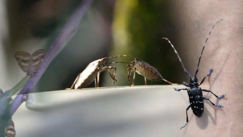 Doğu Karadeniz’de Üç İstilacı Türün Birlikte Baskısı: Tarımsal Verim ve Ekoloji Üzerindeki Etkiler