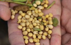 USDA Verileriyle Soya Fiyatlarında Yükseliş ve Çin Talebinin Öne Çıkması